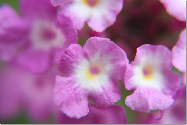 IMG_4865 IMG_4865
