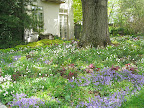 A planting like this makes me swoon - all meadowy and shady, under a mature tree. So romantic!
