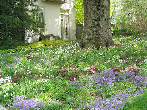 A planting like this makes me swoon - all meadowy and shady, under a mature tree. So romantic!