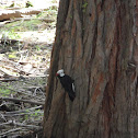 White-headed Woodpecker