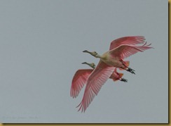 - Rosette Spoonbills_ROT0420 March 09, 2012 NIKON D3S