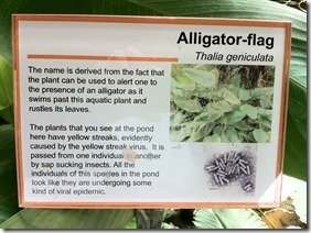 Alligator Flag