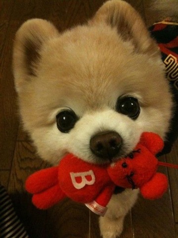 [funny-animals-cute-17%255B2%255D.jpg]