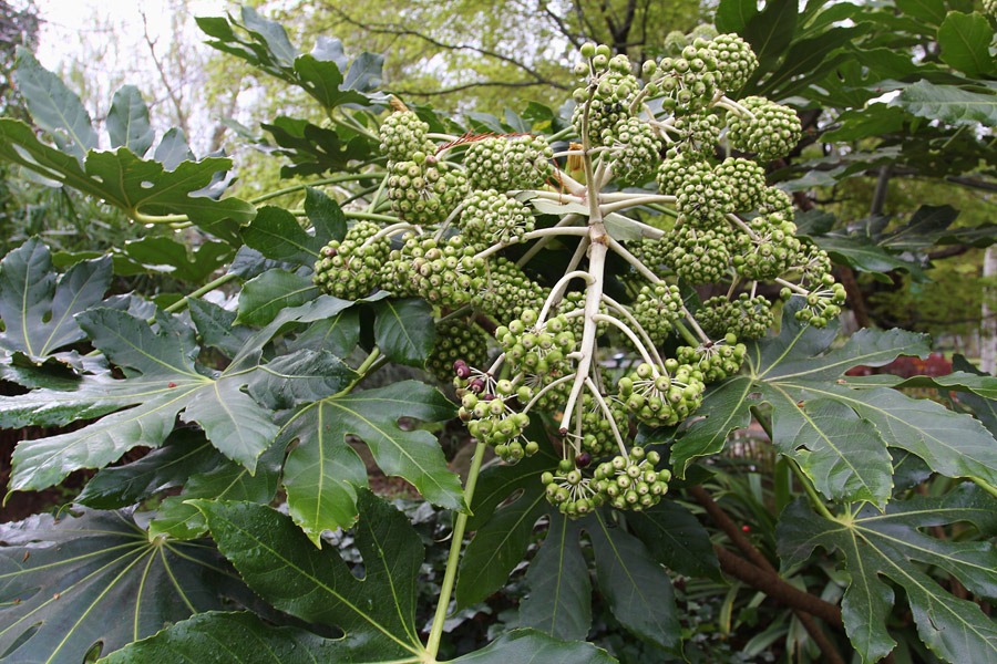 [120317_Capitol_Park_Fatsia-japonica2.jpg]