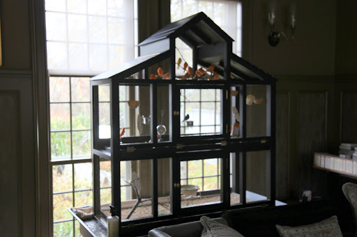 Sharkey, let's have a visit with our feathered friends, the melodious canaries.