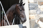 Getting Sage Advice From a Horse
