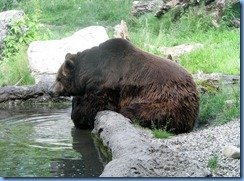 0225 Alberta Calgary - Calgary Zoo The Canadian Wilds - Grizzly Bear