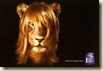 lion hair