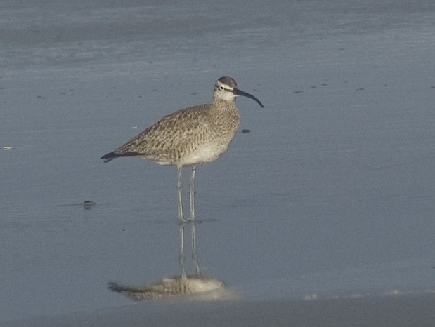 [Whimbrel%2520Whaler%2527s%2520Rest%2520Beach%25207-27-11%255B3%255D.jpg]