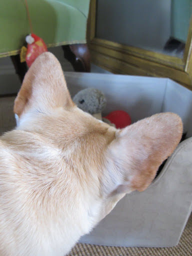 I'm seeing a set of ears poking through the toys!