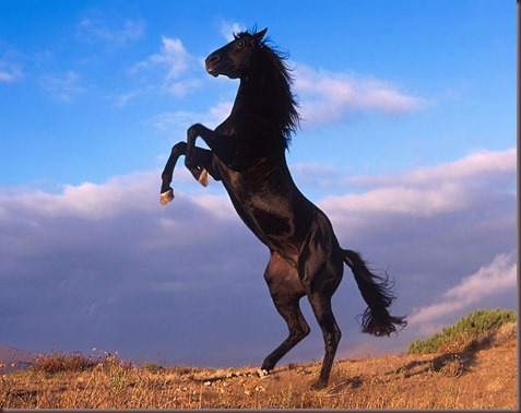 Amazing Animals Pictures Horse (1)