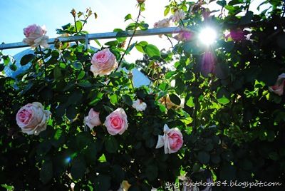 [DSC_0279%255B11%255D.jpg]