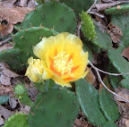 cactus in bloom