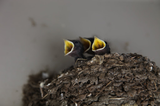 Don't those cute chicks look delicious?.....I mean, those cute chicks must be waiting to eat something nutritious!