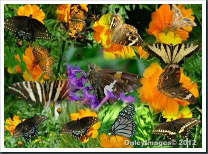 butterfly collage