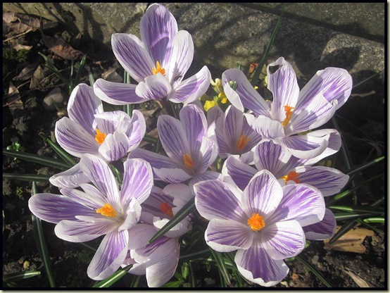 In our garden - 1/3/12