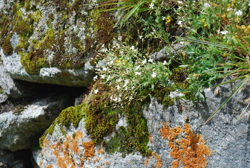 Valle_A._flora_05.jpg Valle A flora 05