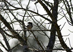 Loggerhead Shrike Waller TX 3