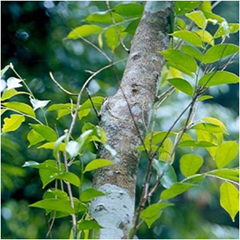 White Sandal wood White Sandal wood