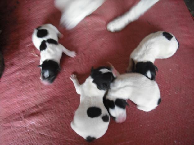 [fotos%2520de%2520perritos%2520imagenesifotos.blogspot%2520%25289%2529%255B5%255D.jpg]