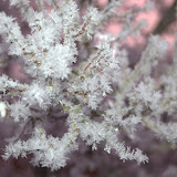 2010-01-31 Vinterbilleder 2010