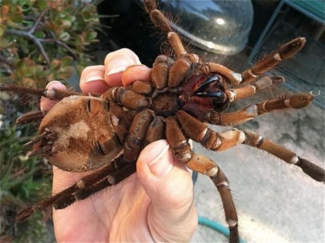 [giant-largest-spider-6%255B2%255D.jpg]