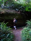 california_sequoia