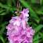 Flowers At The Drury Reserve - Tauranga, New Zealand