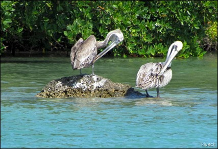leaning pelicans