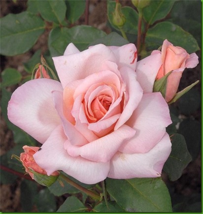 Rosa MICHELE MEILAND Rosa MICHELE MEILAND