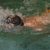 Afbeelding 280.jpg