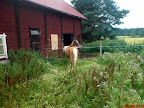 Ove juli 2011