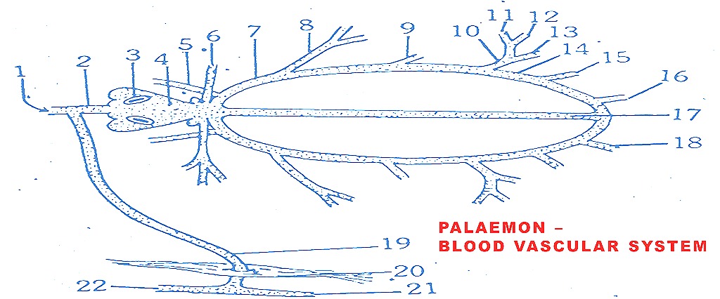 [Palaemon-prawn-blood-vascular-system%255B19%255D.jpg]