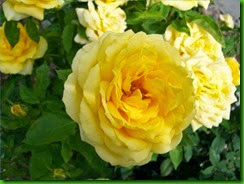 Rosa Yellow Doll