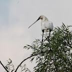 IMG_6673.JPG