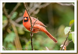 Northern Cardinal - Cardinalis cardinalis cardinalis