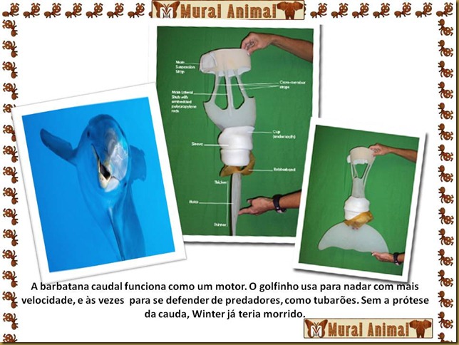 winter_golfinho (2) winter_golfinho (2)