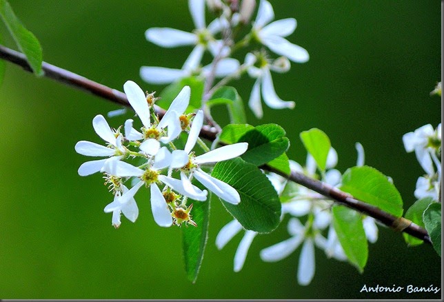 AMELANCHIER OVALIS _DSC3668X1