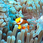 So en härzige Nemo!