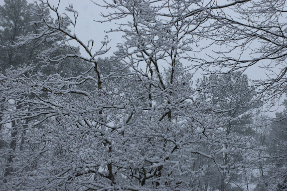 DSC_0250