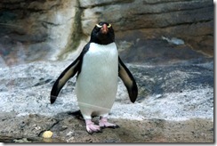 Penguin, Taronga Zoo