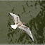  &ndash; Möwe