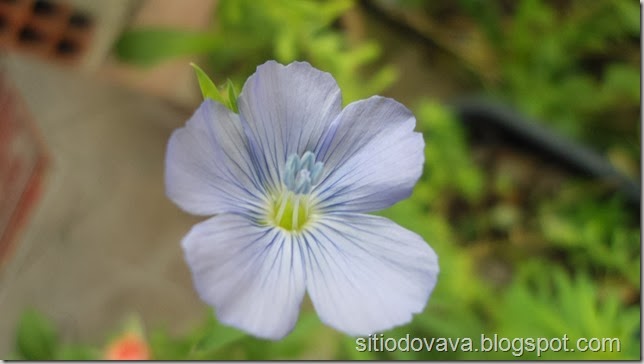 flor de linhaça