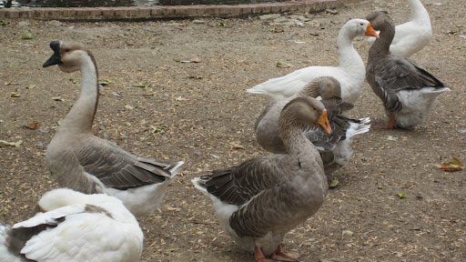 Wild geese...