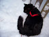 Playing in the Snow