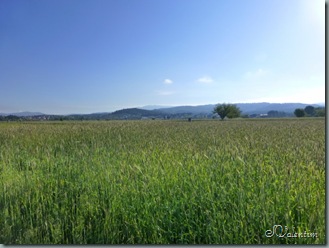 P1030315 P1030315