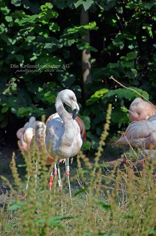 [Zoo-Frankfurt-Flamingo-1508134.jpg]