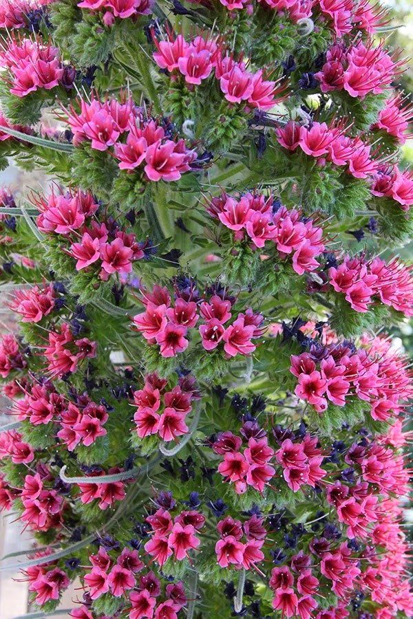 [110501_echium_wildpretii_closeup%255B3%255D.jpg]