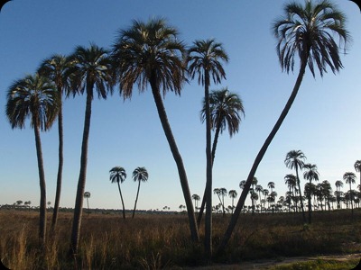 El_Palmar_Plains El_Palmar_Plains