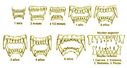 dentadura